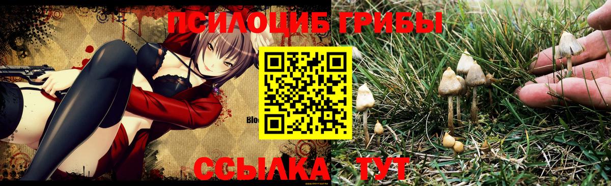 Псилоцибиновые грибы Psilocybe Берёзовский